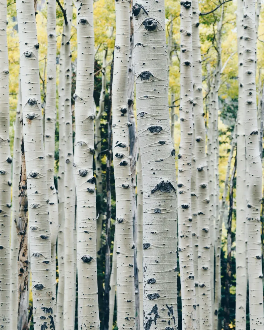 A dense forest of white-barked aspen trees