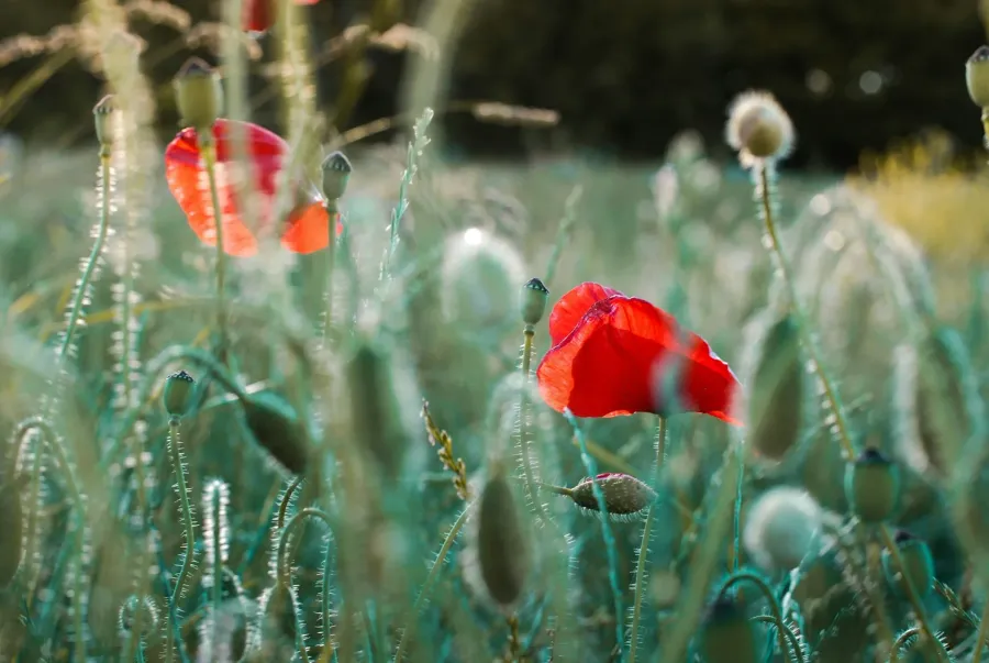Close-up of vibrant red poppies in a sunlit field