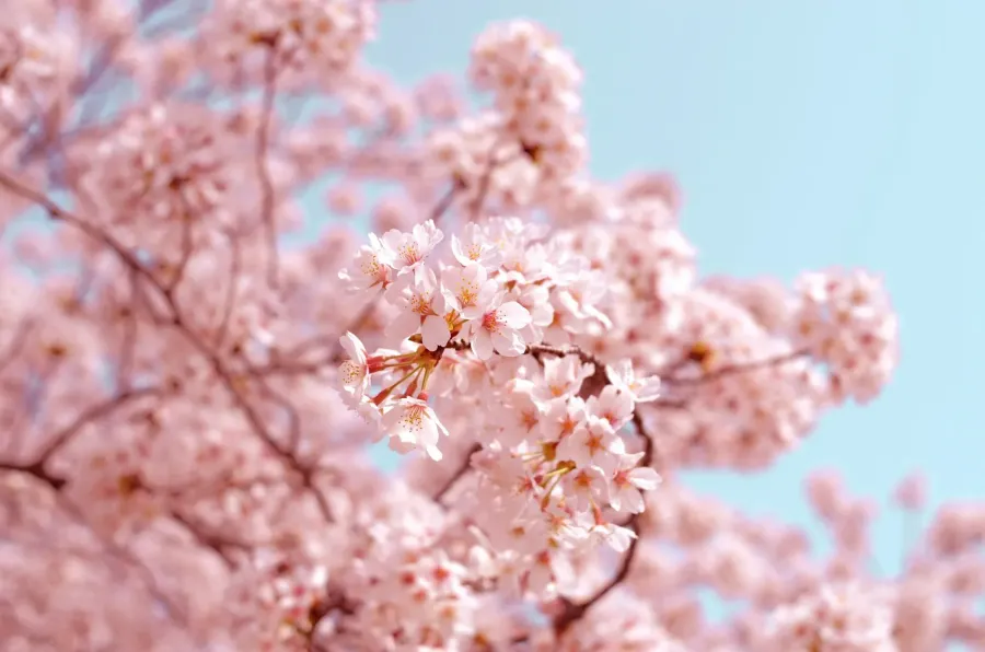 Pink cherry blossoms on a tree branch against a bright blue sky